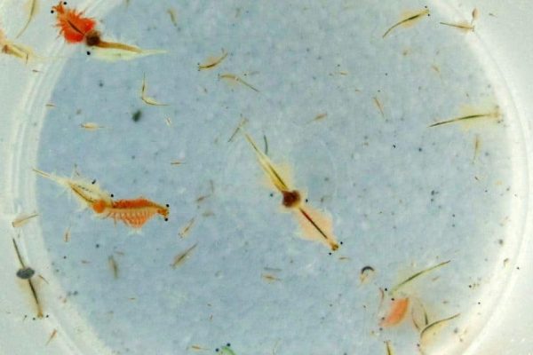 Dunaliella salina en la alimentación de Artemias