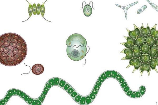 Microalgas en la Era Moderna