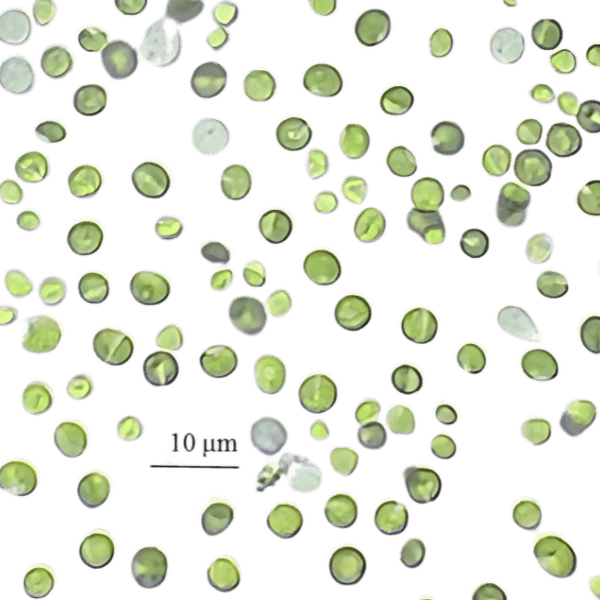 chlorella en la escuela