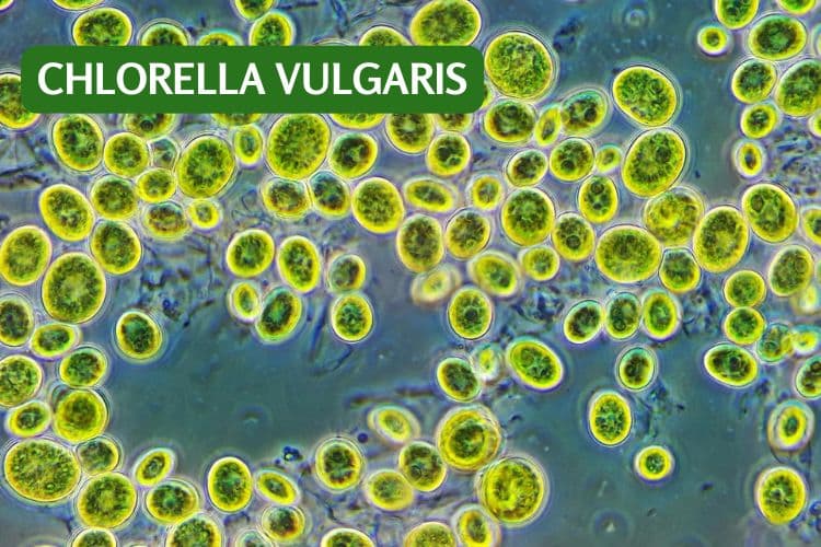 chlorella