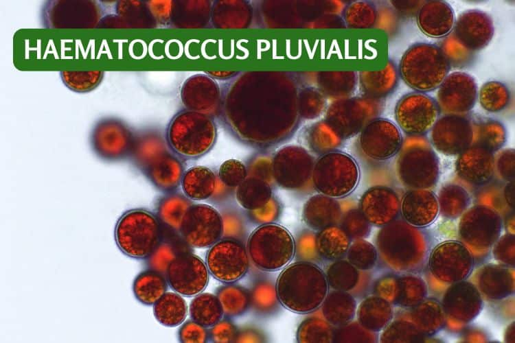 haematococcus