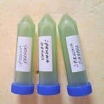 Colección de Spirulina