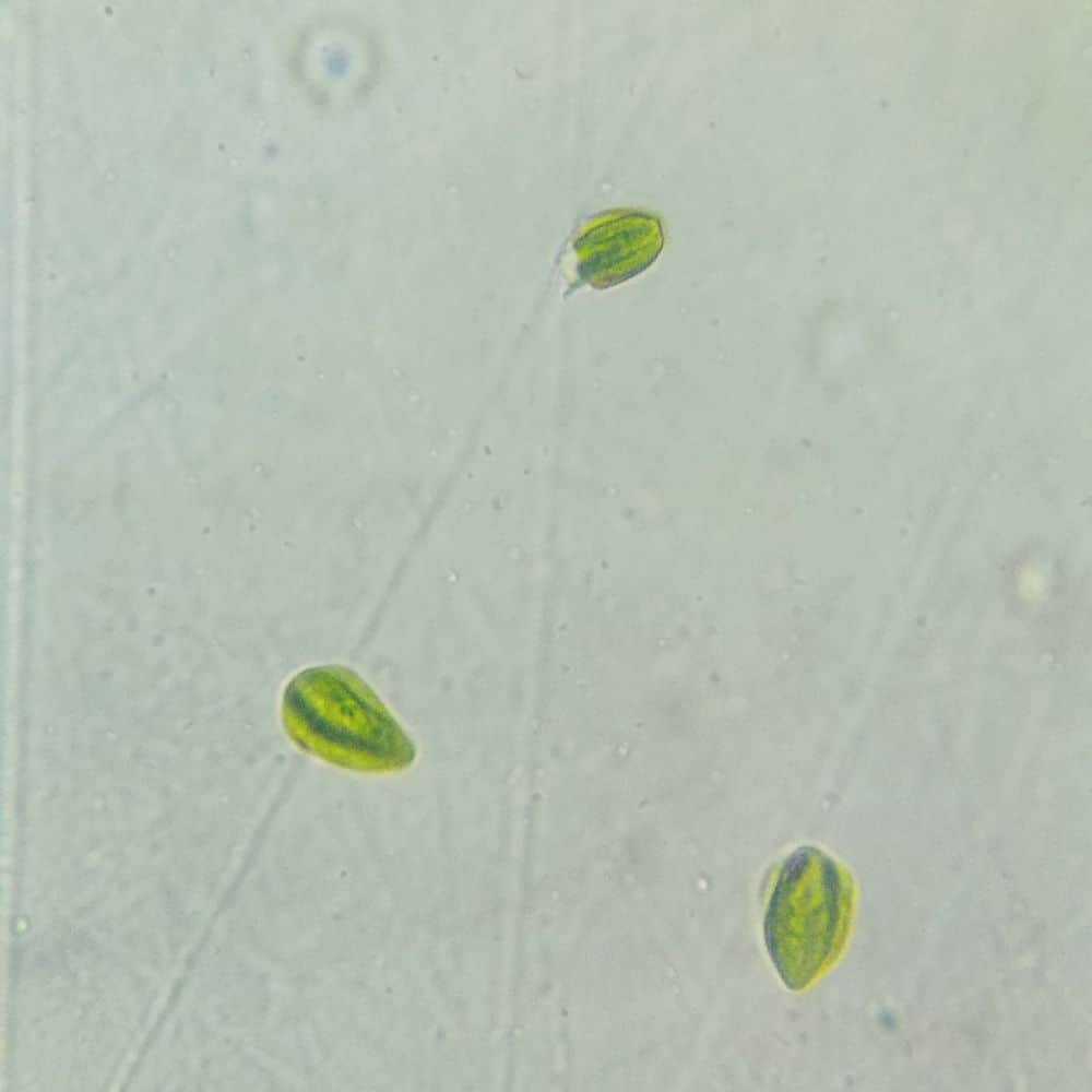 Dunaliella Salina