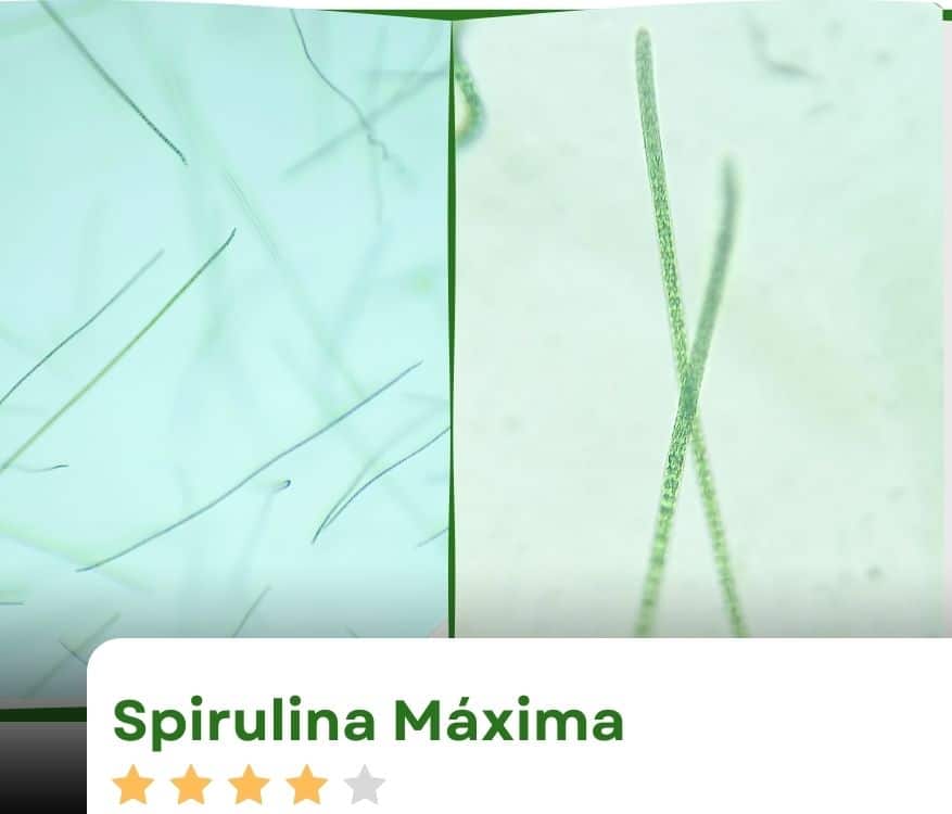 spirulina máxima