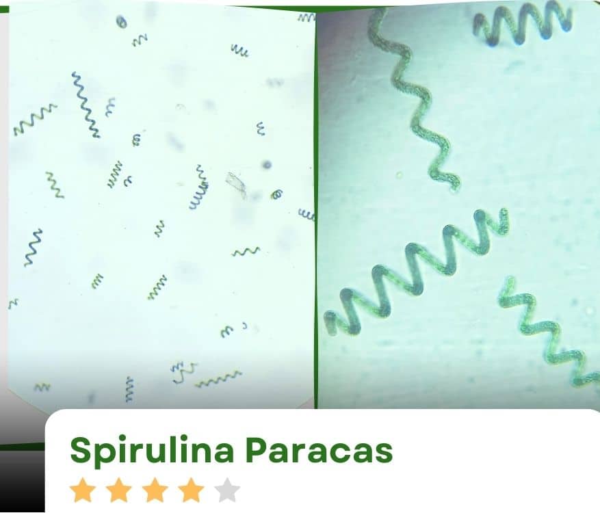 spirulina paracas