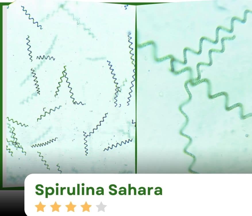 spirulina sahara