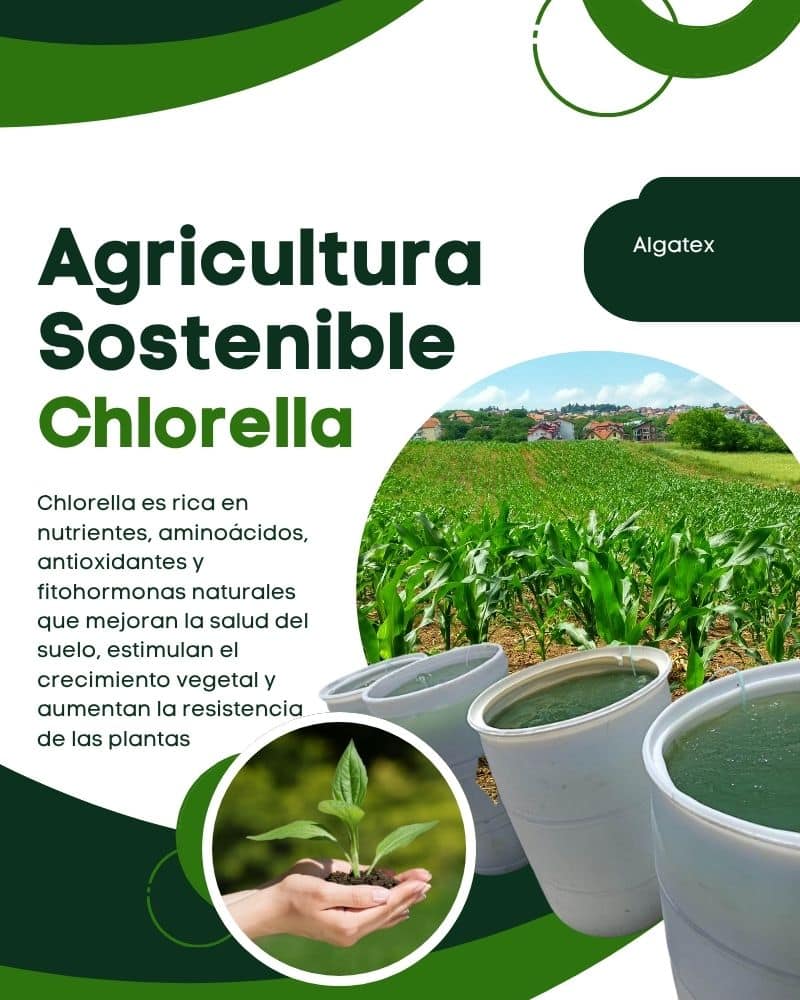 Biofertilizante con Chlorella