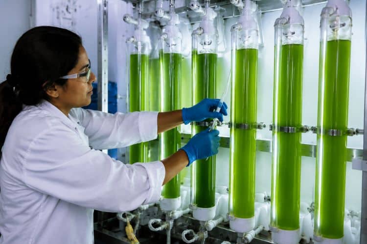 Cultivo de Chlorella